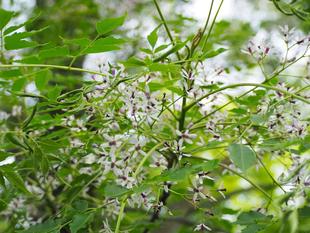 センダンの薄紫色の花が咲いています