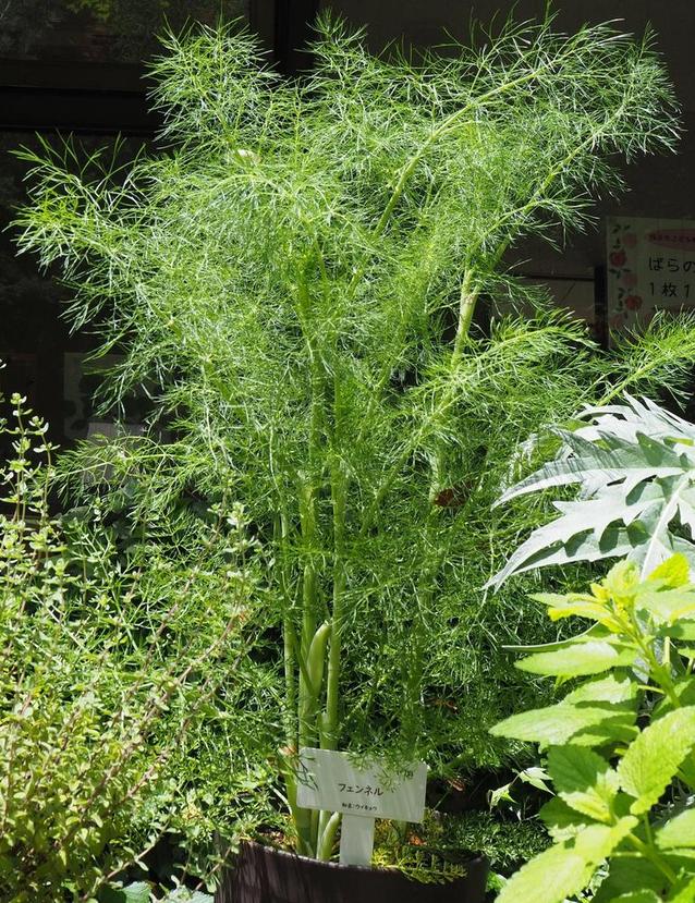 2024フェンネル.jpg