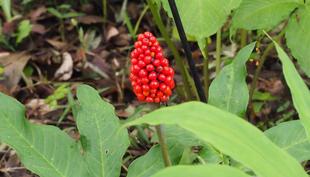 マムシグサの果実が赤く熟しています