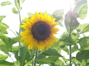 ゴッホのひまわりが咲き始めました