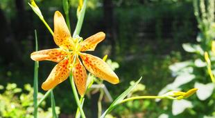 ヒオウギの花が咲き始めました