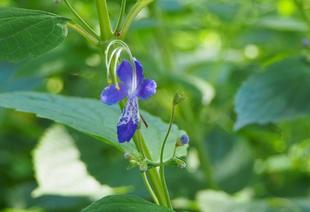 カリガネソウが咲いています