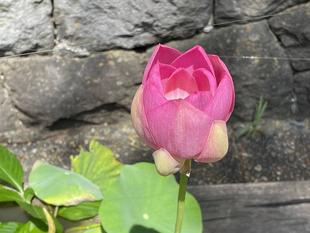 古代ハス　大賀ハスが咲きました