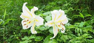 ヤマユリが咲いています