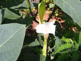 ケチョウセンアサガオの白い花が見られます