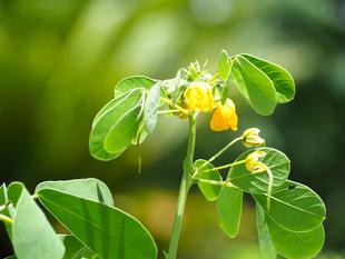 エビスグサの花が咲いています
