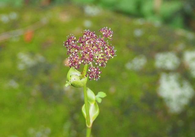 ノダケの花が咲いていますの写真