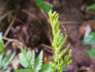 オオハナワラビの胞子嚢が黄熟しはじめました