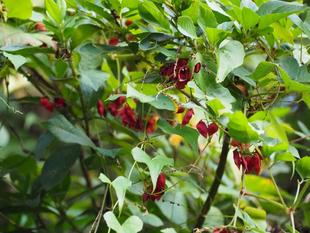 トキリマメの豆果が赤く色づいています