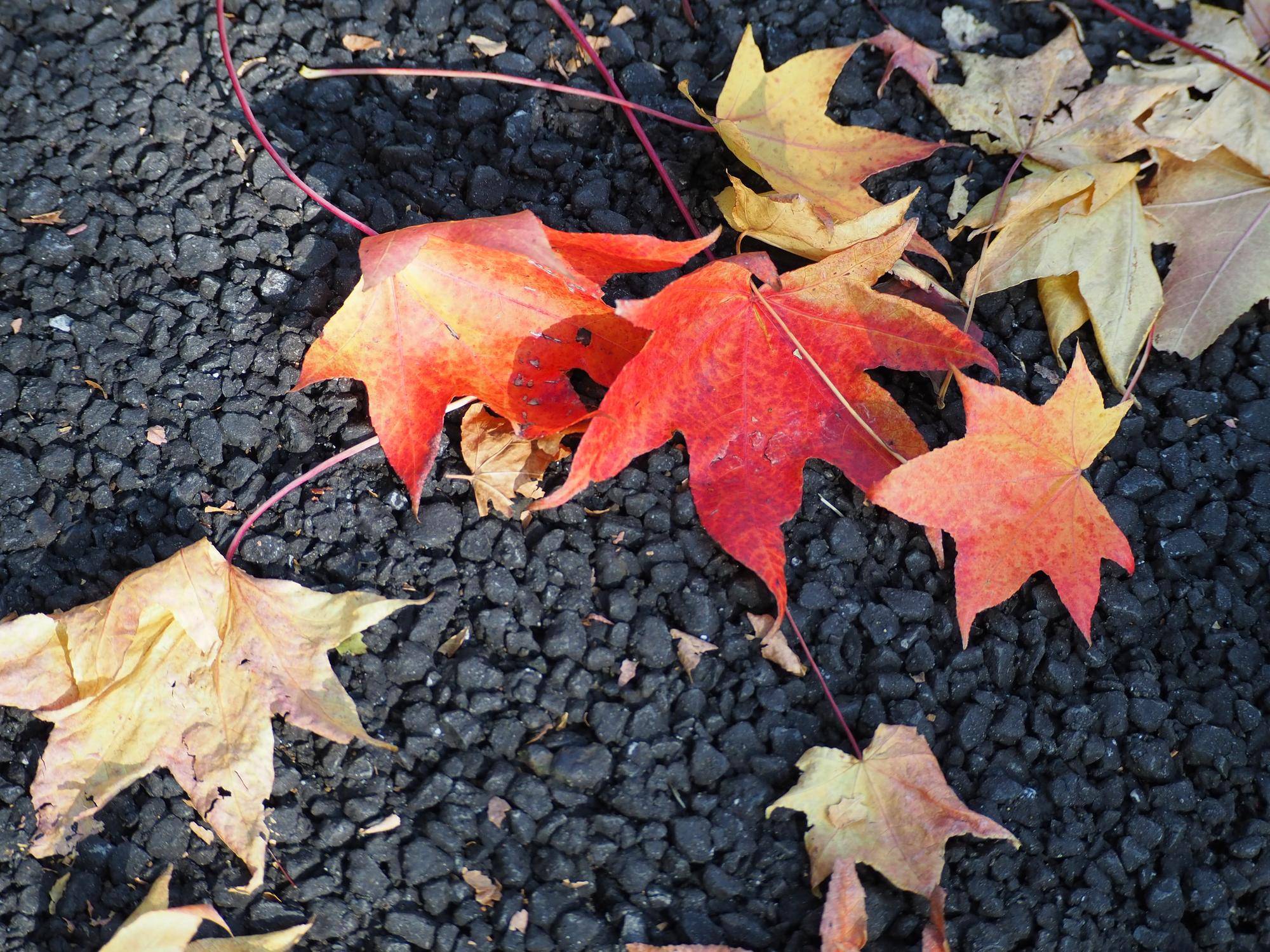 モミジバフウが紅葉し見頃ですの写真