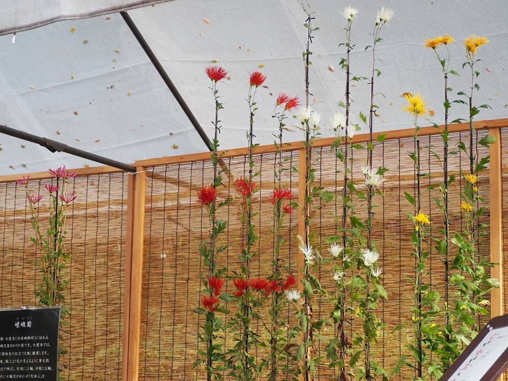 古典菊飾りました。の写真
