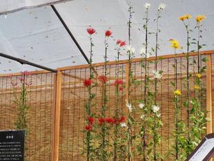 古典菊飾りました。