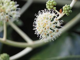 ヤツデの花が咲いています