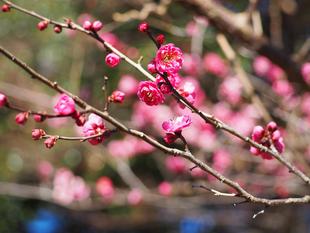 こども植物園の梅　1番花が開花しました