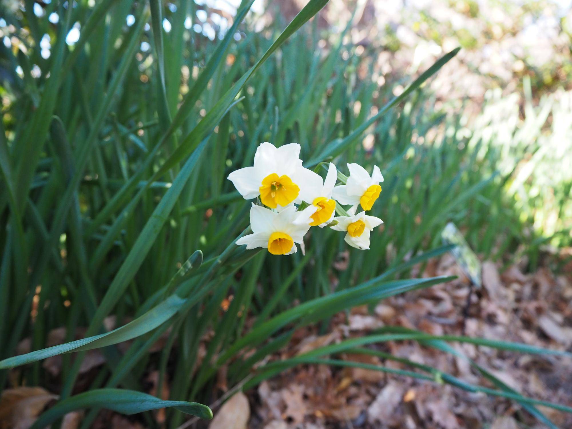 スイセンの花が咲きはじめましたの写真