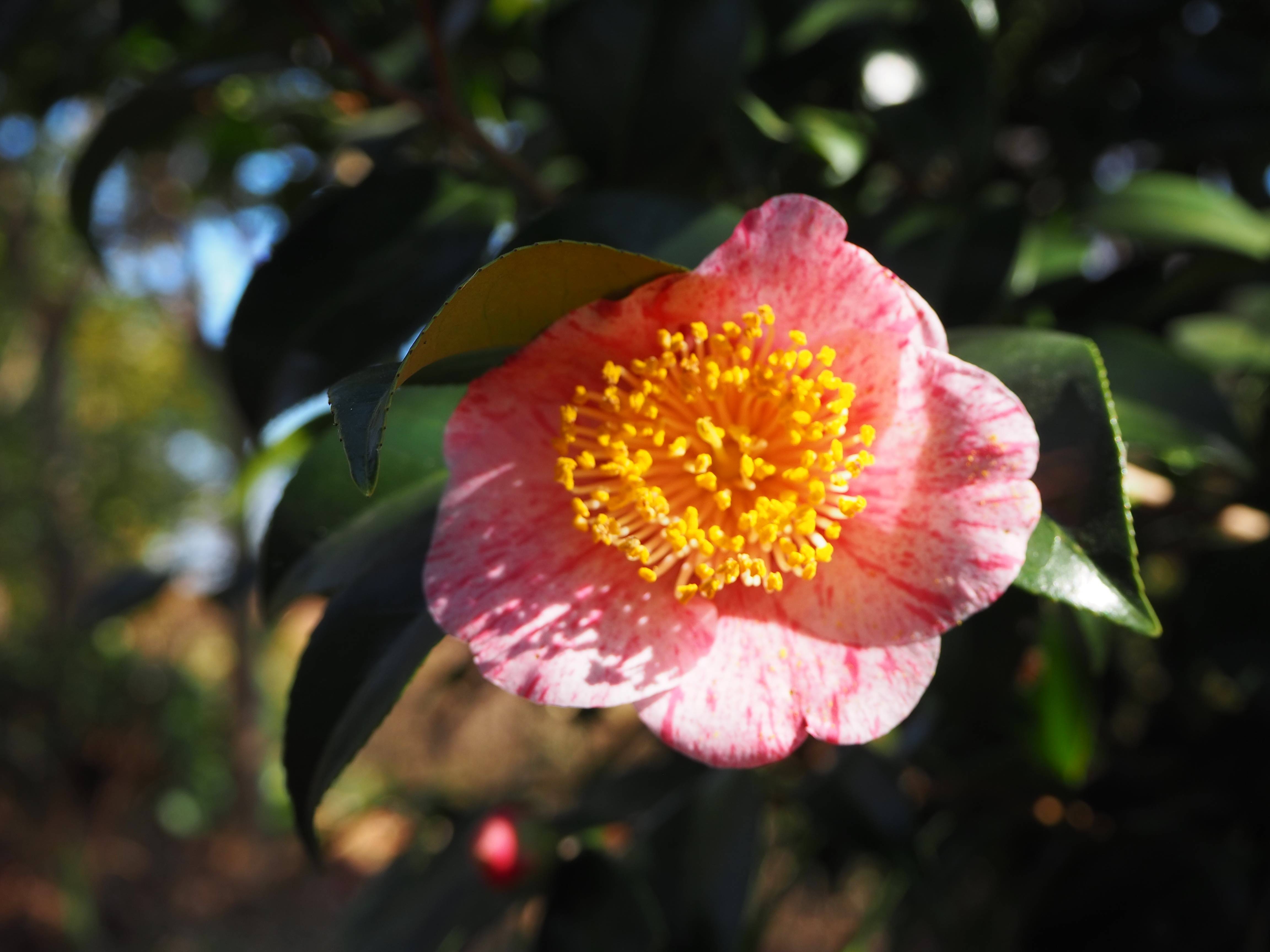 色々な品種のツバキの花が咲いていますの写真
