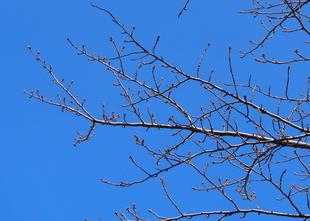 2025年桜の開花速報