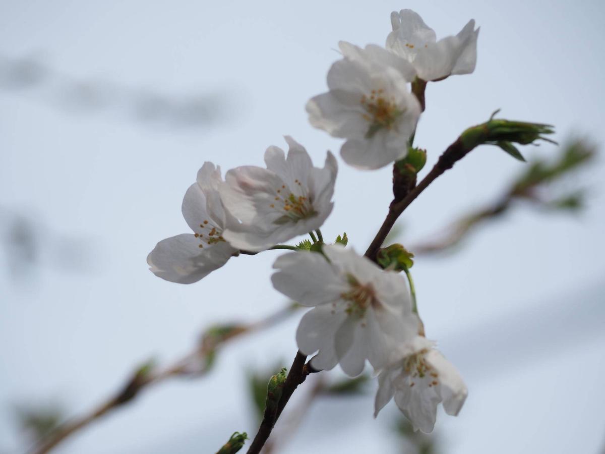 ソメイヨシノが五分咲きになりました|桜開花｜ブログ|こども植物園公式