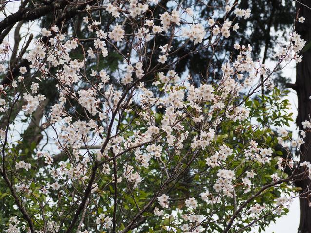 2025.3.18マメザクラ2.jpg