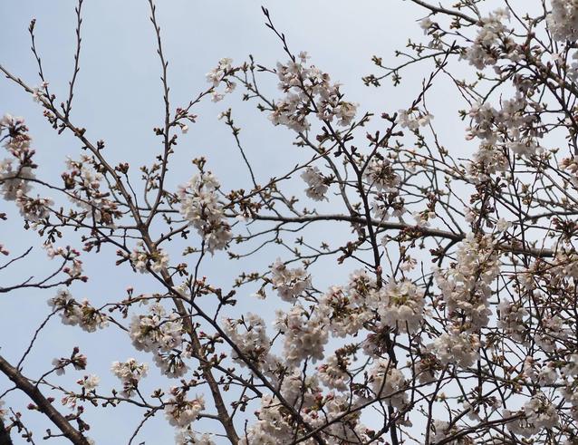 2025.3.28ソメイヨシノ3.jpg