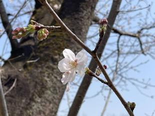 ソメイヨシノ開花です