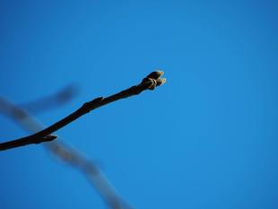 2025桜開花情報 　蕾が膨らみはじめています