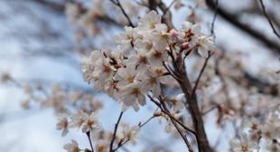 ソメイヨシノの開花が待ち遠しいです