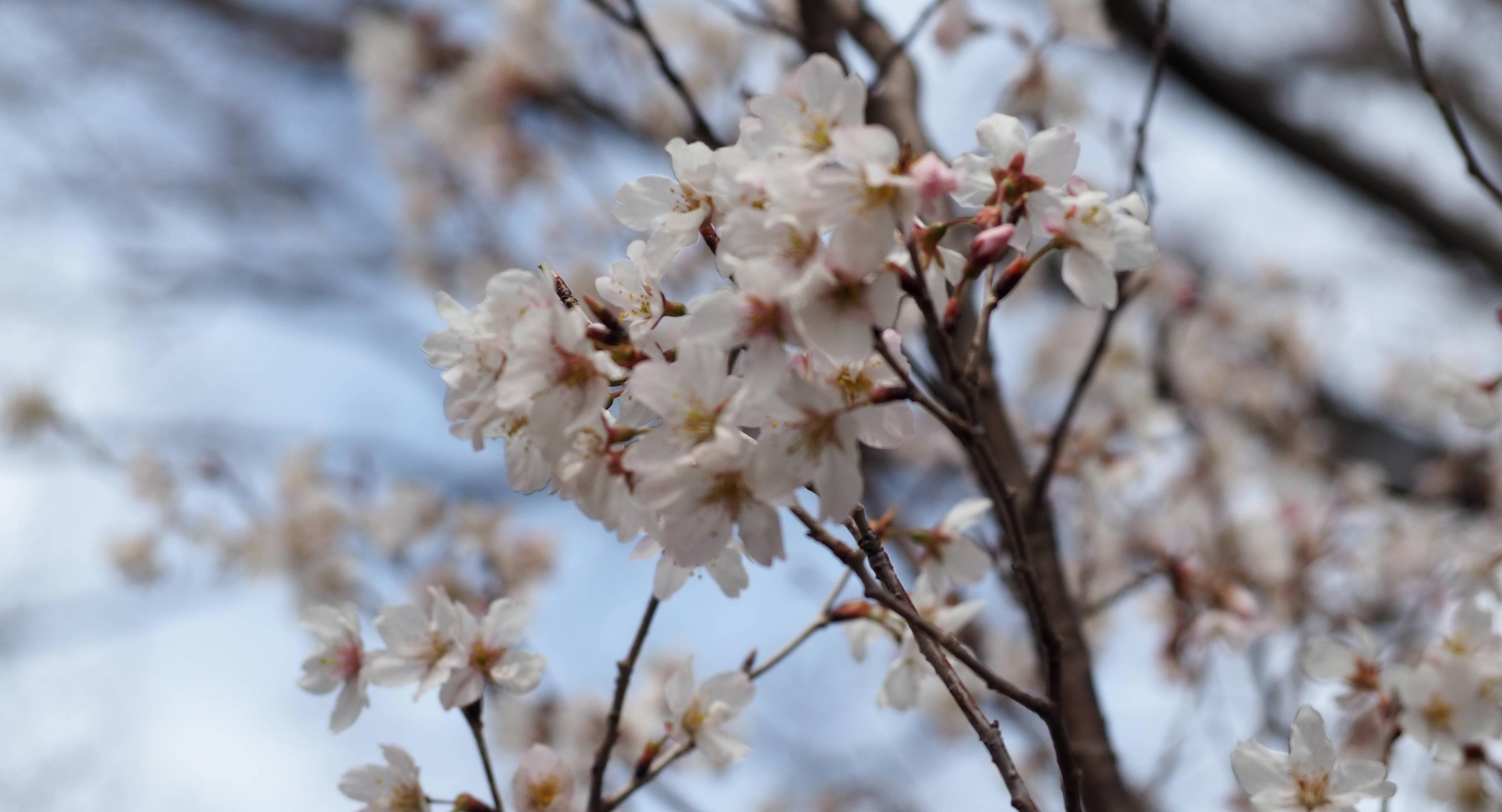 ソメイヨシノの開花が待ち遠しいですの写真