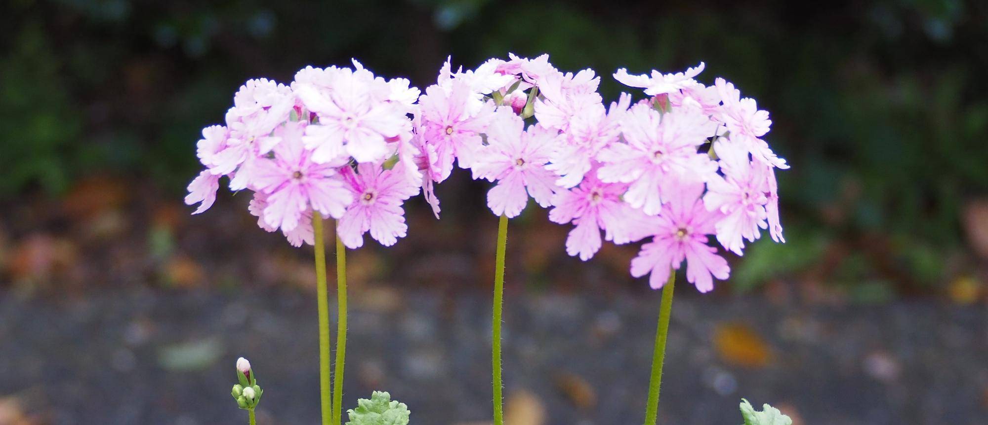 令和7年度「こどもの講座」のお知らせの写真