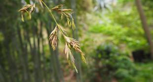 ハチクの花が咲きました！