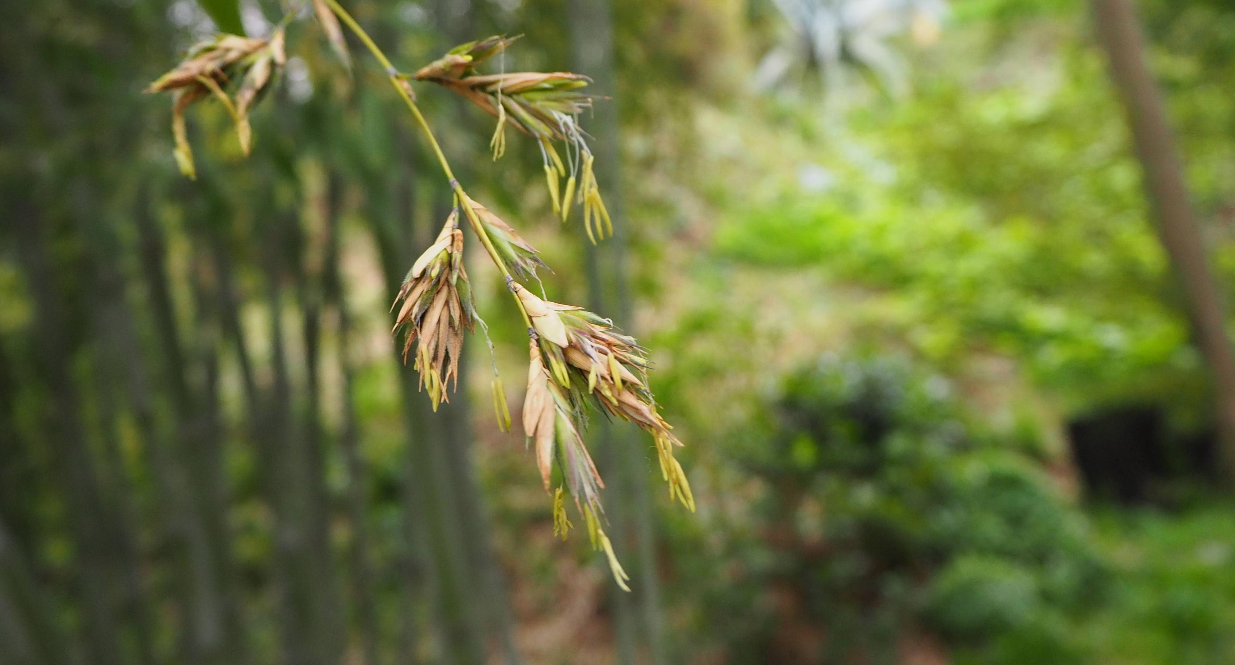 ハチクの花が咲きました!の写真