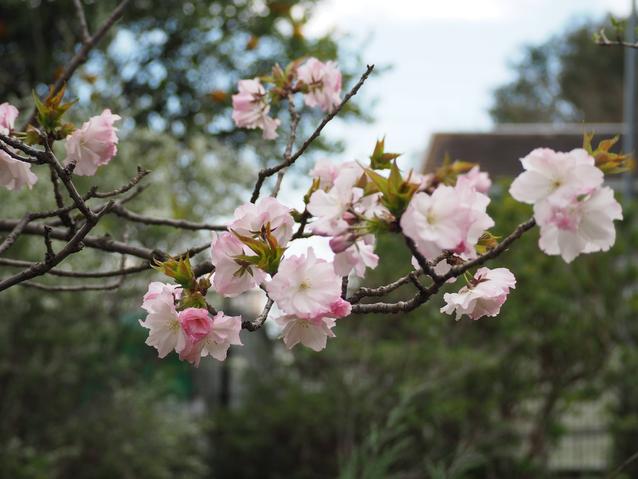 2025.4.4サトザクラ1.jpg