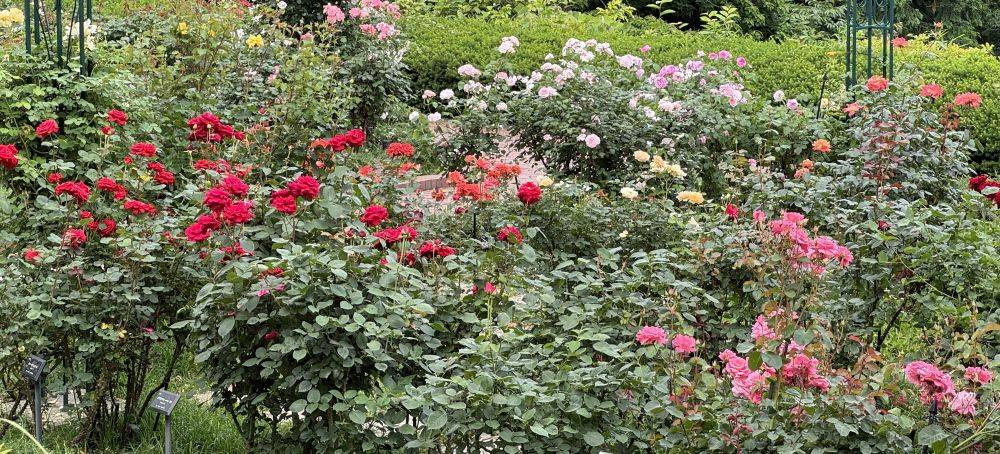 「バラ展」開催中の写真