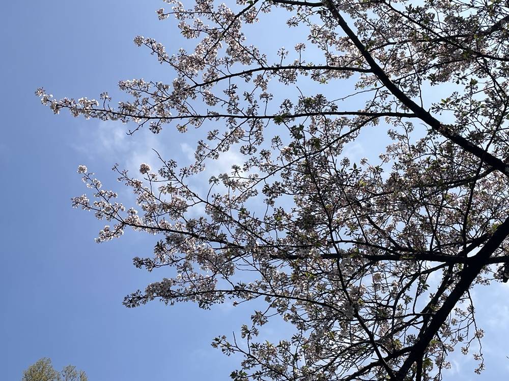ソメイヨシノ 散り始めましたの写真