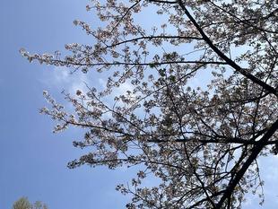 ソメイヨシノ　散り始めました