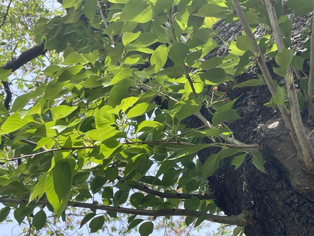 ソメイヨシノ 葉桜です。の写真