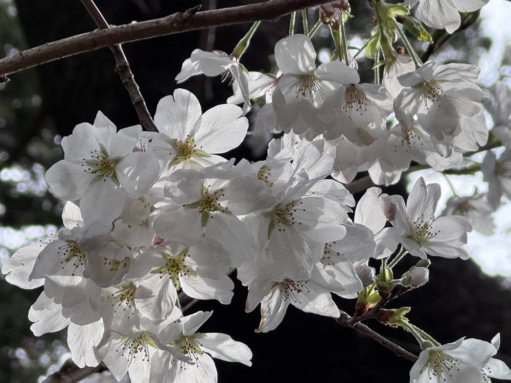 ソメイヨシノ満開ですの写真