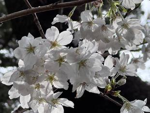 ソメイヨシノ満開です