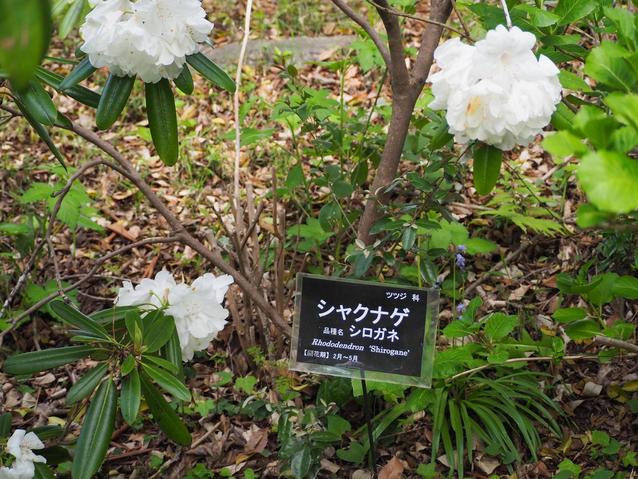 2025.4.17シャクナゲ（シロガネ）2.jpg