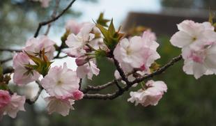 ソメイヨシノもサトザクラも満開です