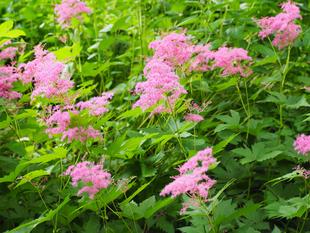 シモツケソウの花が咲いています