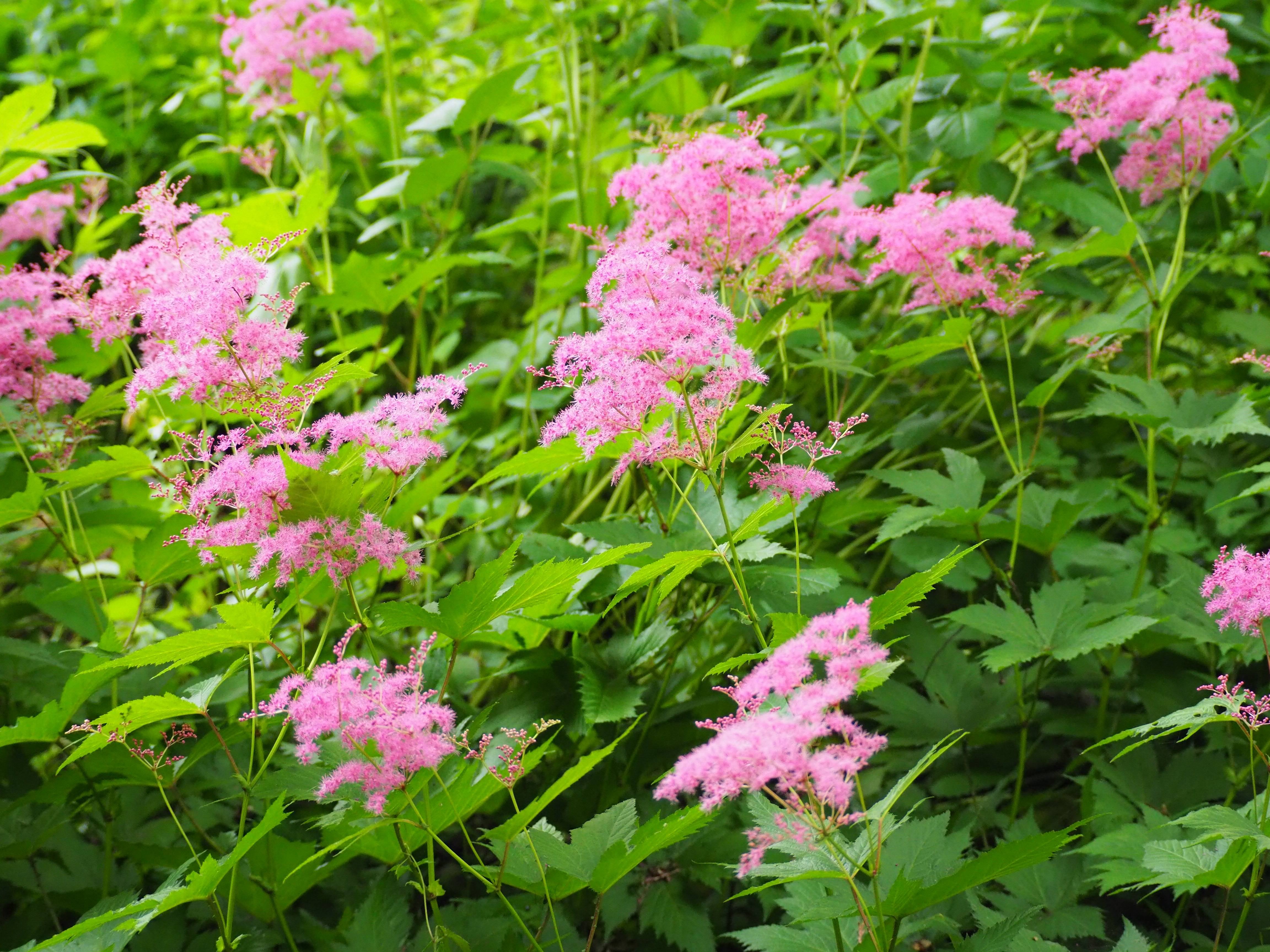 シモツケソウの花が咲いていますの写真