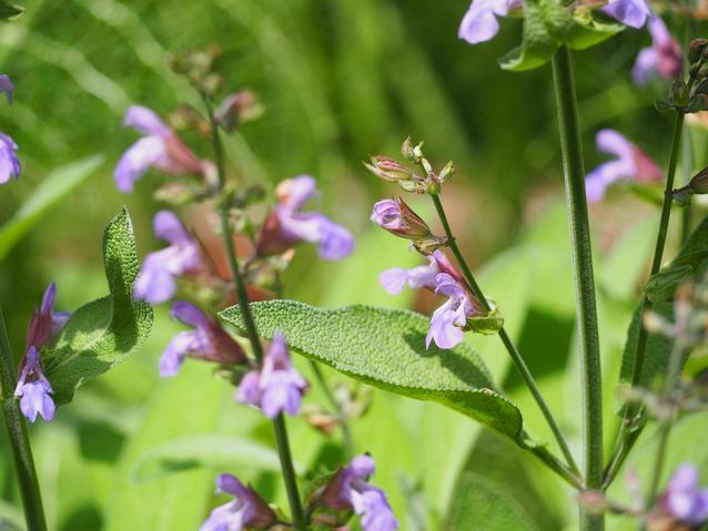 2025.5.8セージの花.jpg