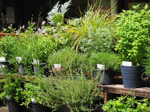 2025.5.8ハーブ展示5.jpg