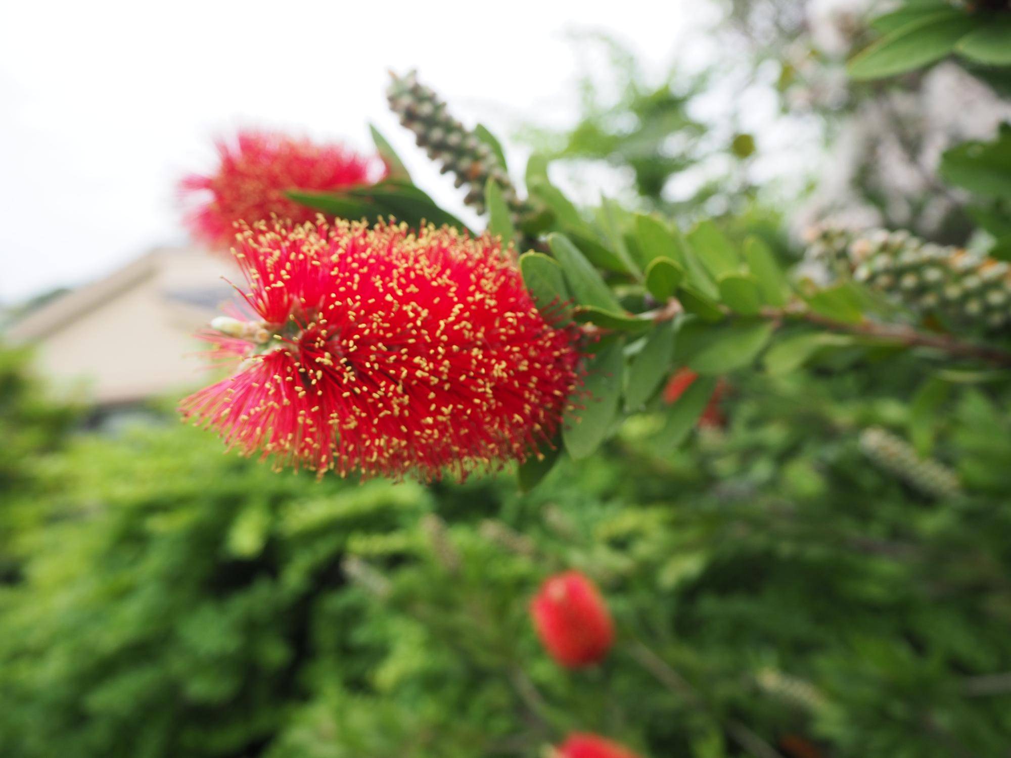ハナマキの花が咲いていますの写真