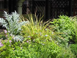  ハーブ展示中です