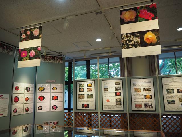 2025.5バラ展7.jpg