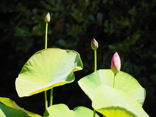 大賀ハスがつぼみを付けました。