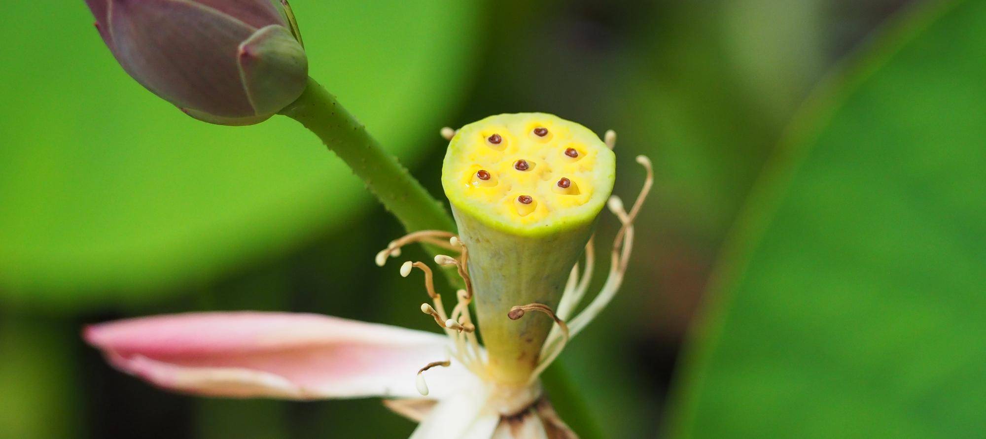 開花4日目、オオガハスの花は散ってしまいました。の写真