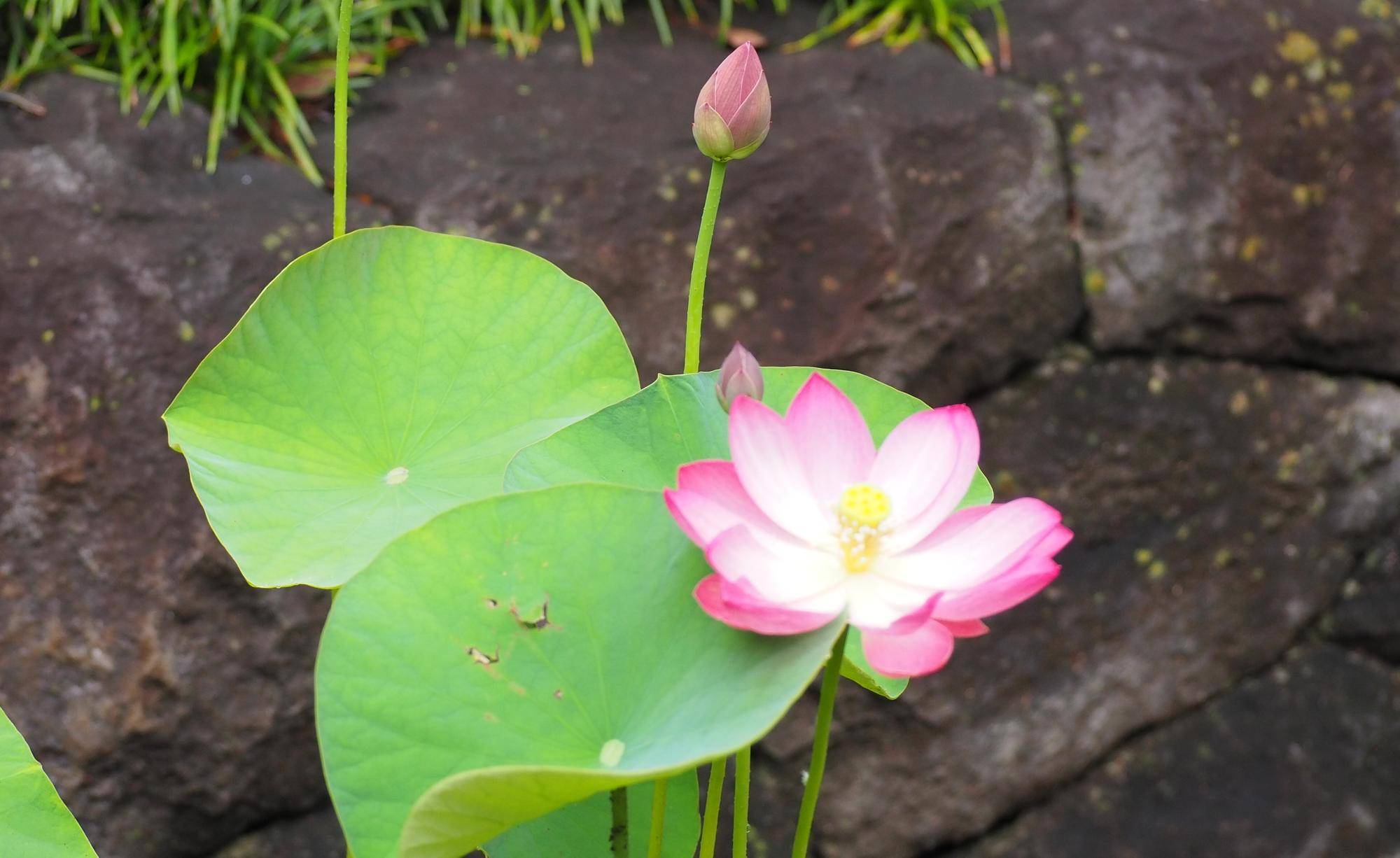 大賀ハスが開花しましたの写真